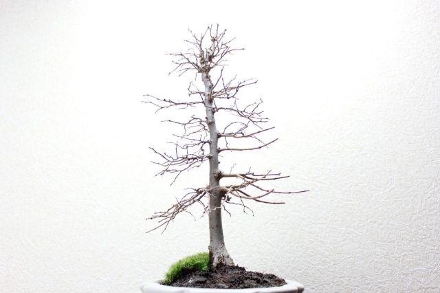ケヤキ,苔,苔玉,ミニ盆栽,盆栽通販,