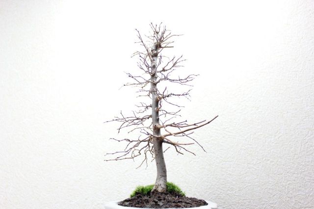 ケヤキ,苔,苔玉,ミニ盆栽,盆栽通販,