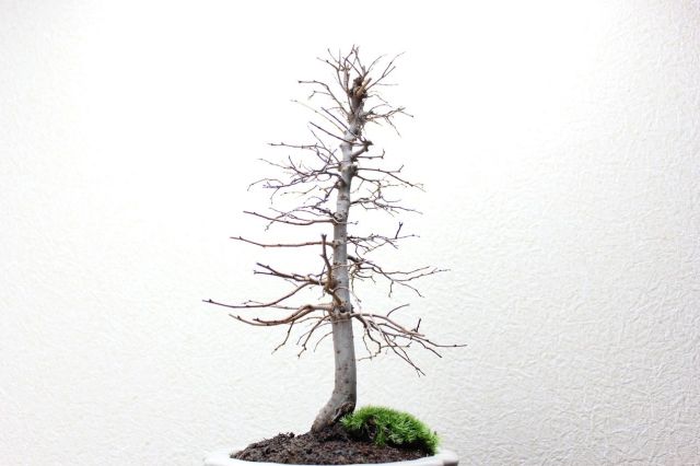 ケヤキ,苔,苔玉,ミニ盆栽,盆栽通販,