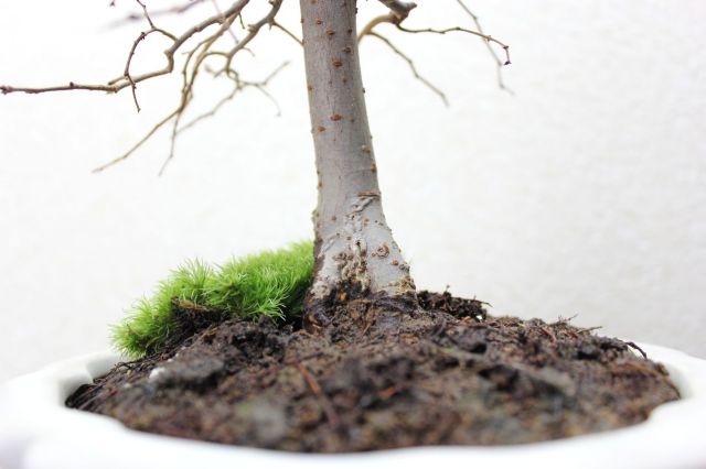 ケヤキ,苔,苔玉,ミニ盆栽,盆栽通販,
