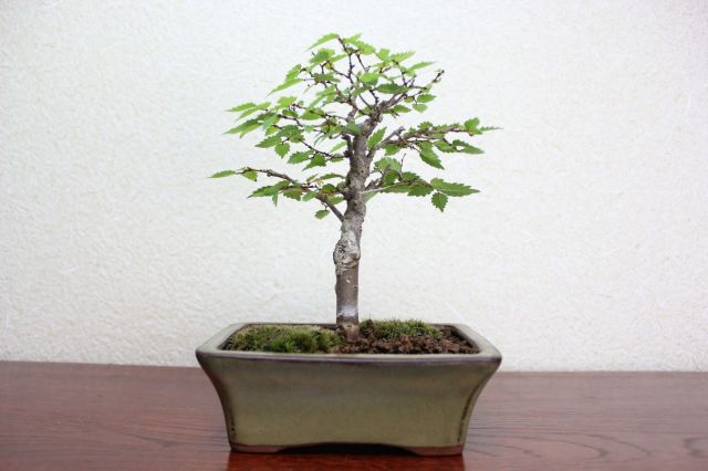 ケヤキ,苔,苔玉,ミニ盆栽,盆栽通販,