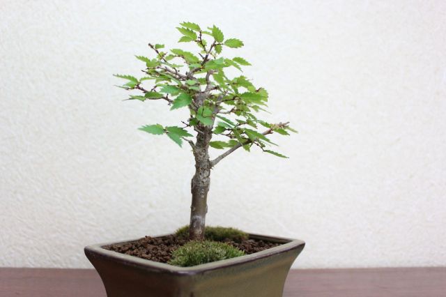 ケヤキ,苔,苔玉,ミニ盆栽,盆栽通販,