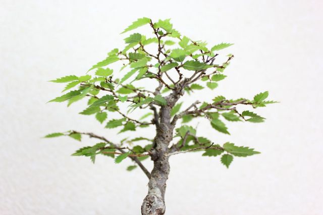 ケヤキ,苔,苔玉,ミニ盆栽,盆栽通販,