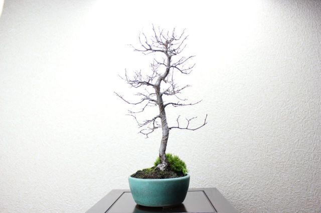 ケヤキ,苔,苔玉,ミニ盆栽,盆栽通販,