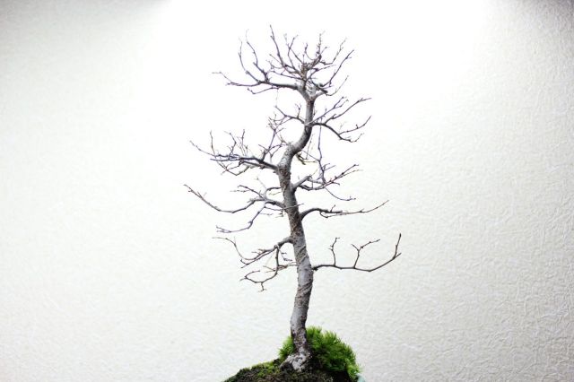 ケヤキ,苔,苔玉,ミニ盆栽,盆栽通販,