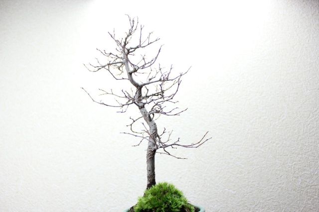 ケヤキ,苔,苔玉,ミニ盆栽,盆栽通販,