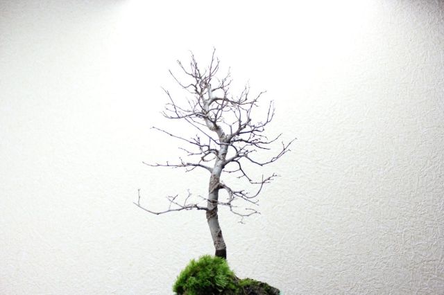 ケヤキ,苔,苔玉,ミニ盆栽,盆栽通販,