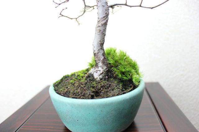 ケヤキ,苔,苔玉,ミニ盆栽,盆栽通販,