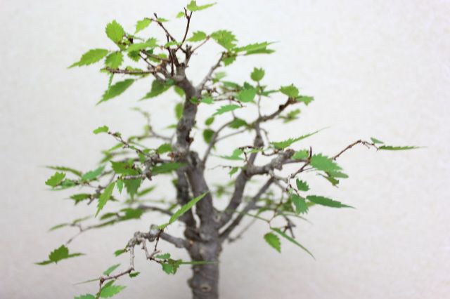 ケヤキ,苔,苔玉,ミニ盆栽,盆栽通販,