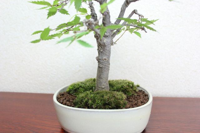 ケヤキ,苔,苔玉,ミニ盆栽,盆栽通販,