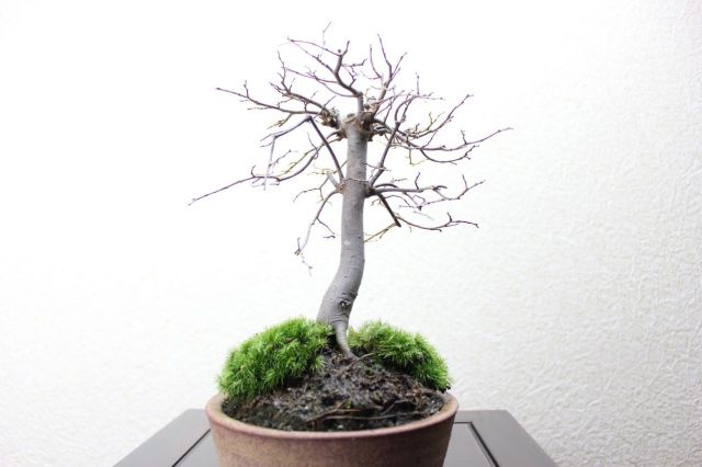 ケヤキ,苔,苔玉,ミニ盆栽,盆栽通販,