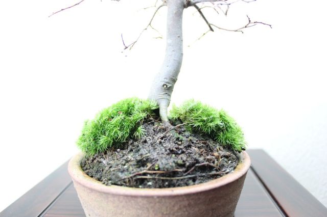 ケヤキ,苔,苔玉,ミニ盆栽,盆栽通販,