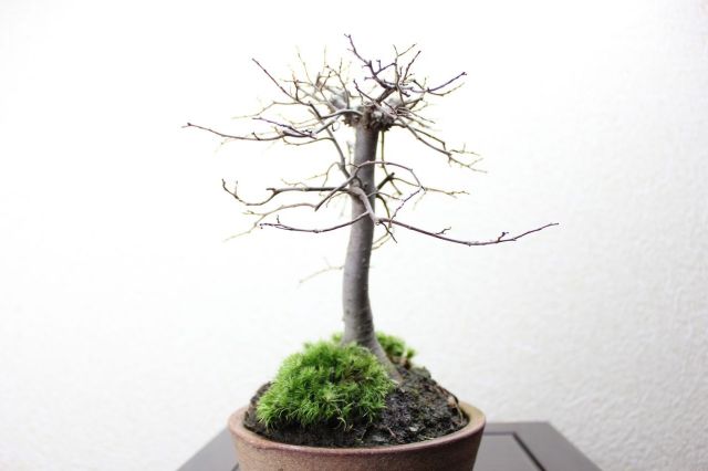 ケヤキ,苔,苔玉,ミニ盆栽,盆栽通販,