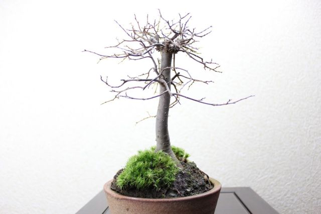 ケヤキ,苔,苔玉,ミニ盆栽,盆栽通販,