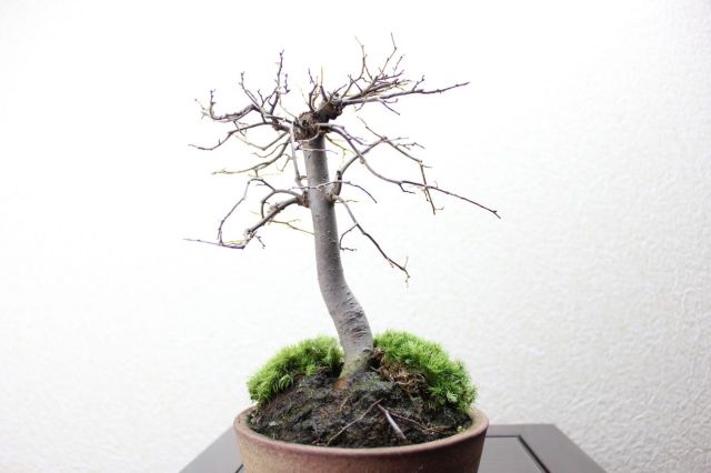 ケヤキ,苔,苔玉,ミニ盆栽,盆栽通販,