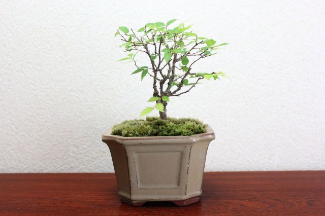 ケヤキ,苔,苔玉,ミニ盆栽,盆栽通販,
