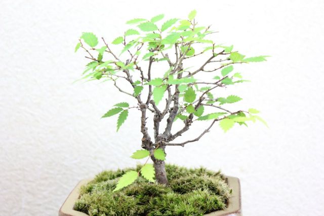 ケヤキ,苔,苔玉,ミニ盆栽,盆栽通販,