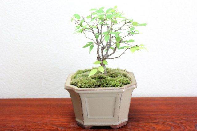 ケヤキ,苔,苔玉,ミニ盆栽,盆栽通販,