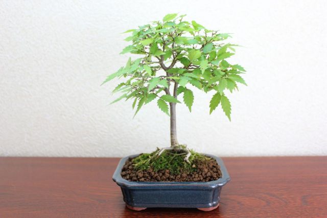 ケヤキ,苔,苔玉,ミニ盆栽,盆栽通販,