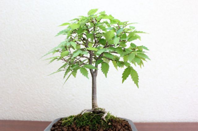 ケヤキ,苔,苔玉,ミニ盆栽,盆栽通販,