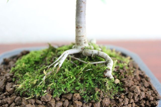 ケヤキ,苔,苔玉,ミニ盆栽,盆栽通販,