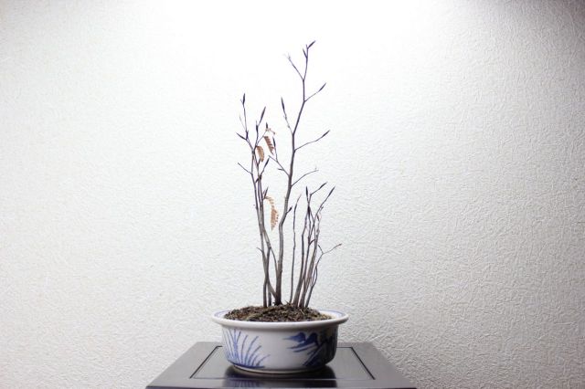 ブナ寄せ植え,苔,苔玉,ミニ盆栽,盆栽通販,