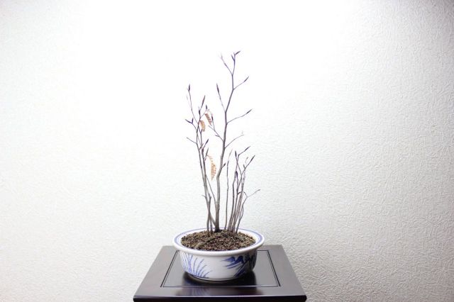 ブナ寄せ植え,苔,苔玉,ミニ盆栽,盆栽通販,