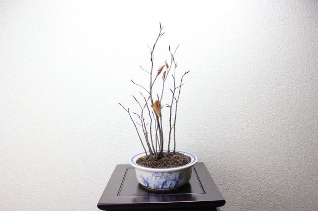 ブナ寄せ植え,苔,苔玉,ミニ盆栽,盆栽通販,