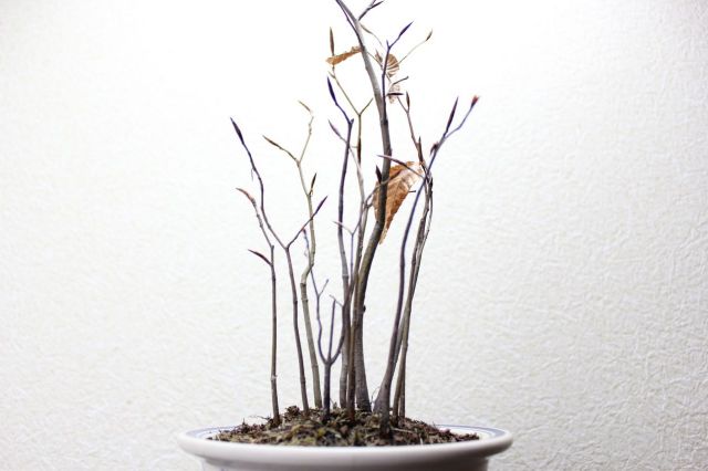 ブナ寄せ植え