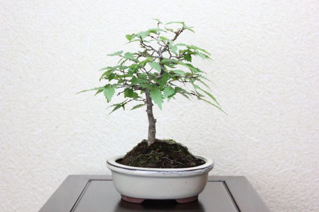ケヤキ,苔,苔玉,ミニ盆栽,盆栽通販,