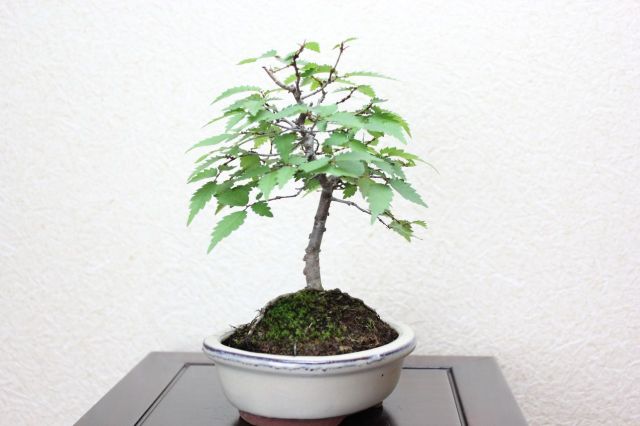ケヤキ,苔,苔玉,ミニ盆栽,盆栽通販,