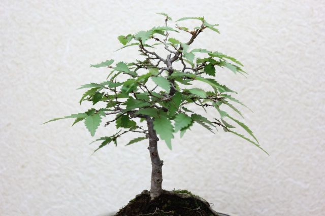 ケヤキ,苔,苔玉,ミニ盆栽,盆栽通販,