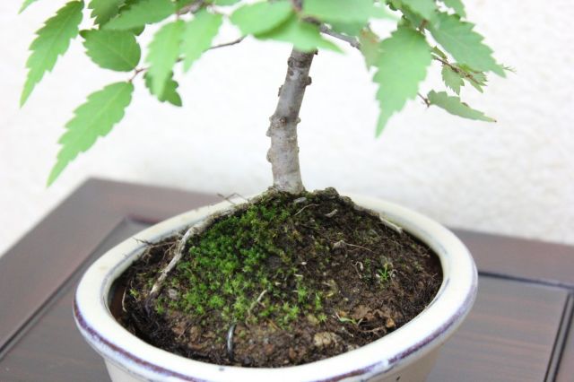 ケヤキ,苔,苔玉,ミニ盆栽,盆栽通販,