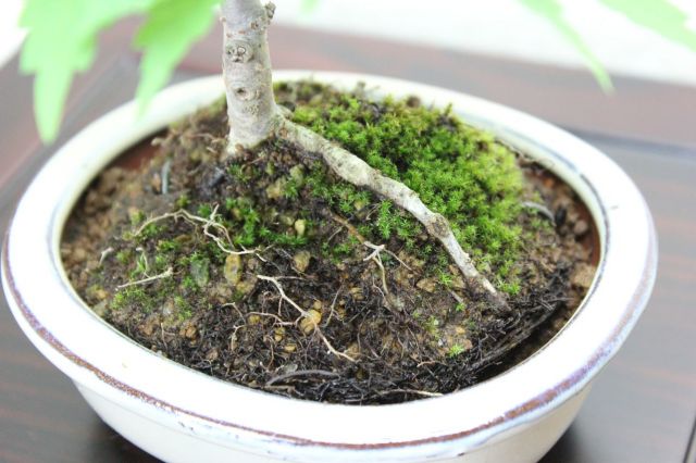 ケヤキ,苔,苔玉,ミニ盆栽,盆栽通販,