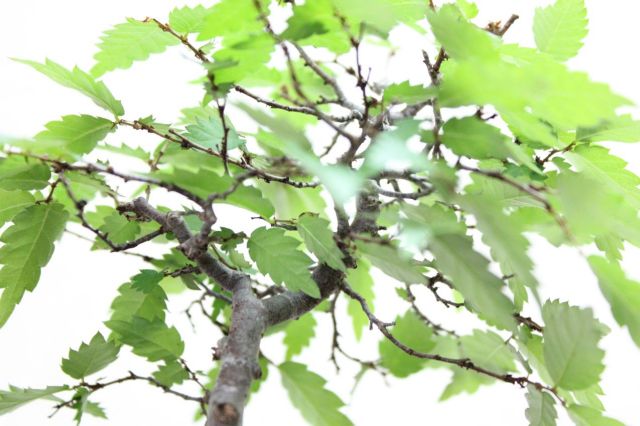 ケヤキ,苔,苔玉,ミニ盆栽,盆栽通販,