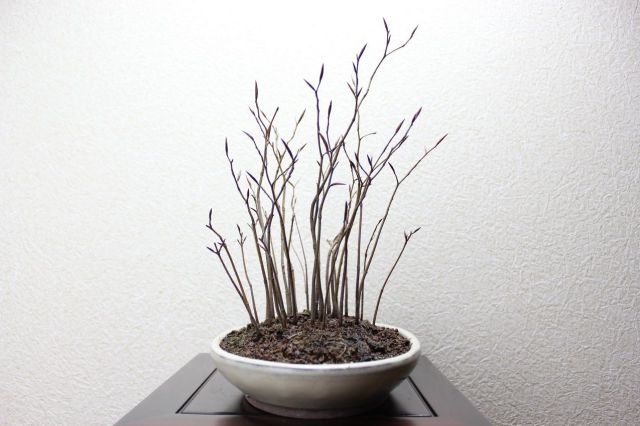ブナ寄せ植え,苔,苔玉,ミニ盆栽,盆栽通販,