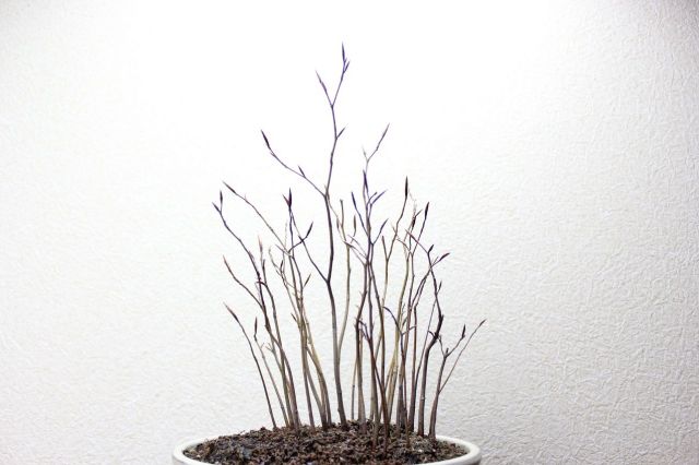 ブナ寄せ植え,苔,苔玉,ミニ盆栽,盆栽通販,