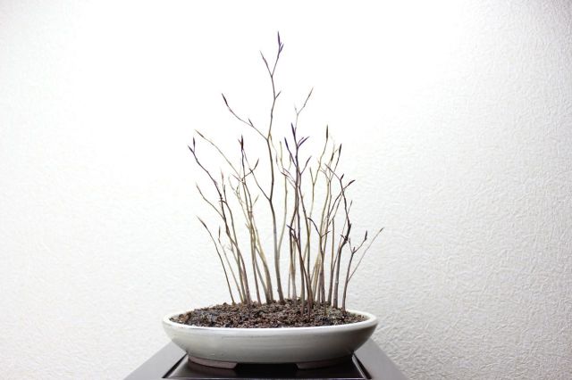 ブナ寄せ植え,苔,苔玉,ミニ盆栽,盆栽通販,