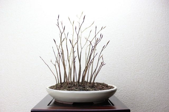 ブナ寄せ植え,苔,苔玉,ミニ盆栽,盆栽通販,