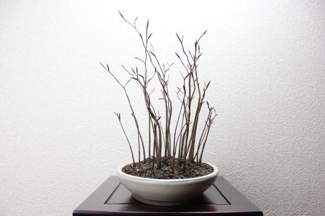 ブナ寄せ植え,苔,苔玉,ミニ盆栽,盆栽通販,