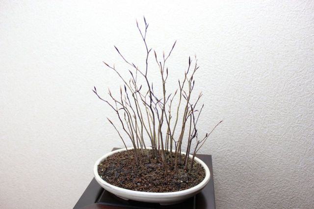 ブナ寄せ植え,苔,苔玉,ミニ盆栽,盆栽通販,