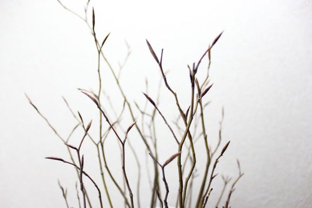 ブナ寄せ植え,苔,苔玉,ミニ盆栽,盆栽通販,