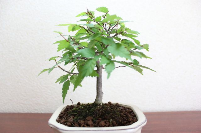 ケヤキ,苔,苔玉,ミニ盆栽,盆栽通販,