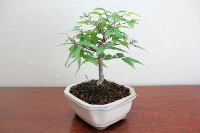 ケヤキ,苔,苔玉,ミニ盆栽,盆栽通販,