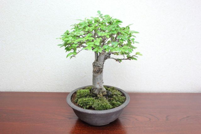 ニレケヤキ,苔,苔玉,ミニ盆栽,盆栽通販,