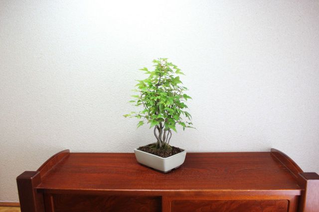 カエデ,苔,苔玉,ミニ盆栽,盆栽通販,