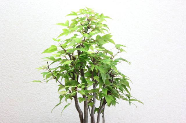カエデ,苔,苔玉,ミニ盆栽,盆栽通販,