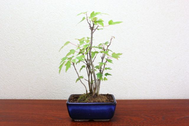 カエデ,苔,苔玉,ミニ盆栽,盆栽通販,
