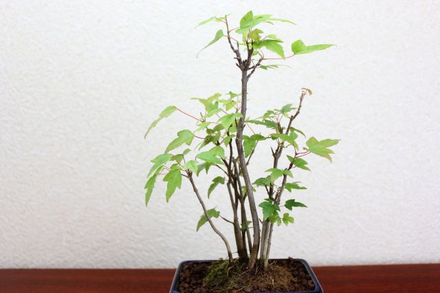 カエデ,苔,苔玉,ミニ盆栽,盆栽通販,
