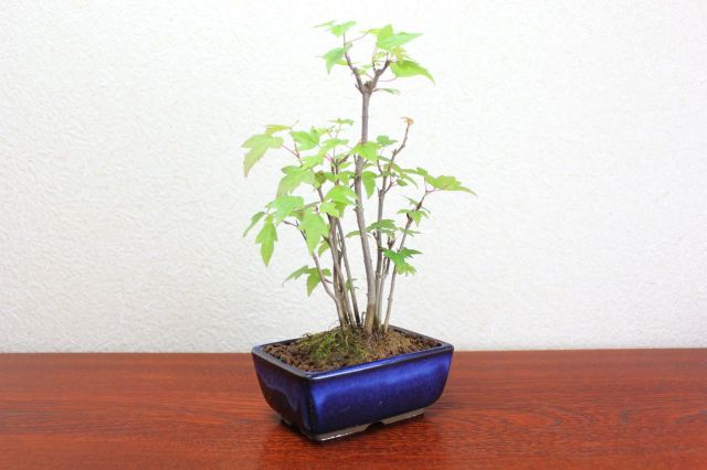カエデ,苔,苔玉,ミニ盆栽,盆栽通販,